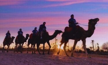 Marrakech Camel Ride in the Palmeraie Oasis