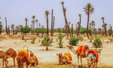 Marrakech Camel Ride in the Palmeraie Oasis