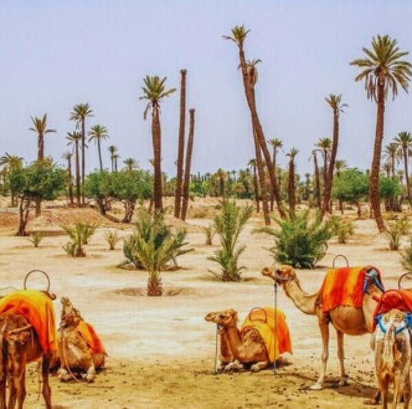 Marrakech Camel Ride in the Palmeraie Oasis