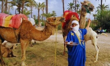 Marrakech Camel Ride in the Palmeraie Oasis