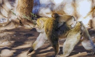 fes to marrakech desert tour 3 days