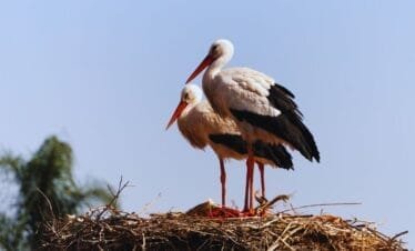 marrakech guided tour