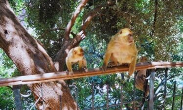 ouzoud waterfalls day trip from marrakech