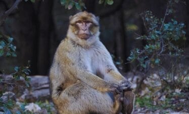 fes to marrakech desert tour 2 days