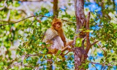 4-day desert tour from fes