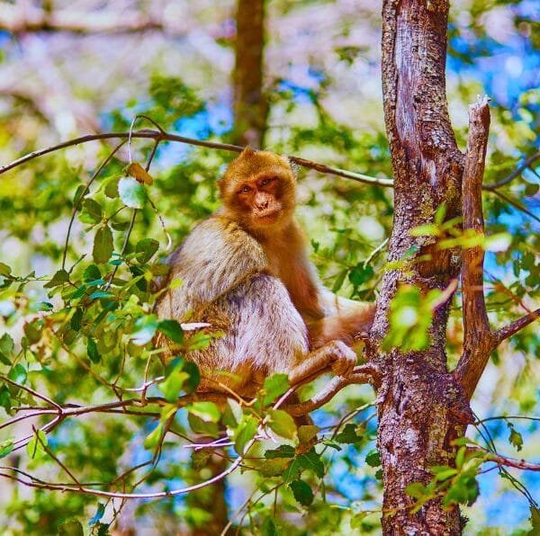 4-day desert tour from fes