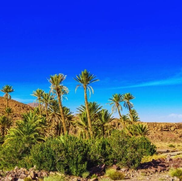 5-Day Desert Tour from Marrakech