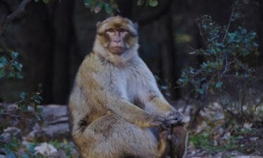 sahara desert tour from fes