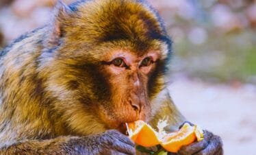 Marrakech to Fes Desert Tour 5 Days