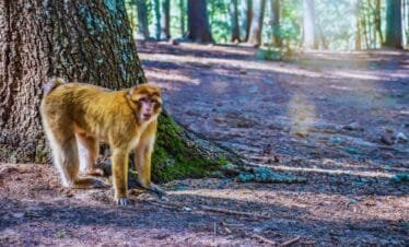 Private 6-Day Morocco Tour from Seville